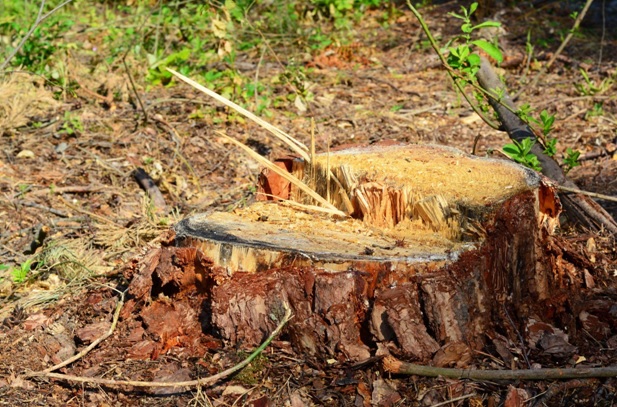 brush cutter attachment