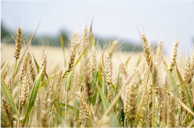 mini excavator auger bit